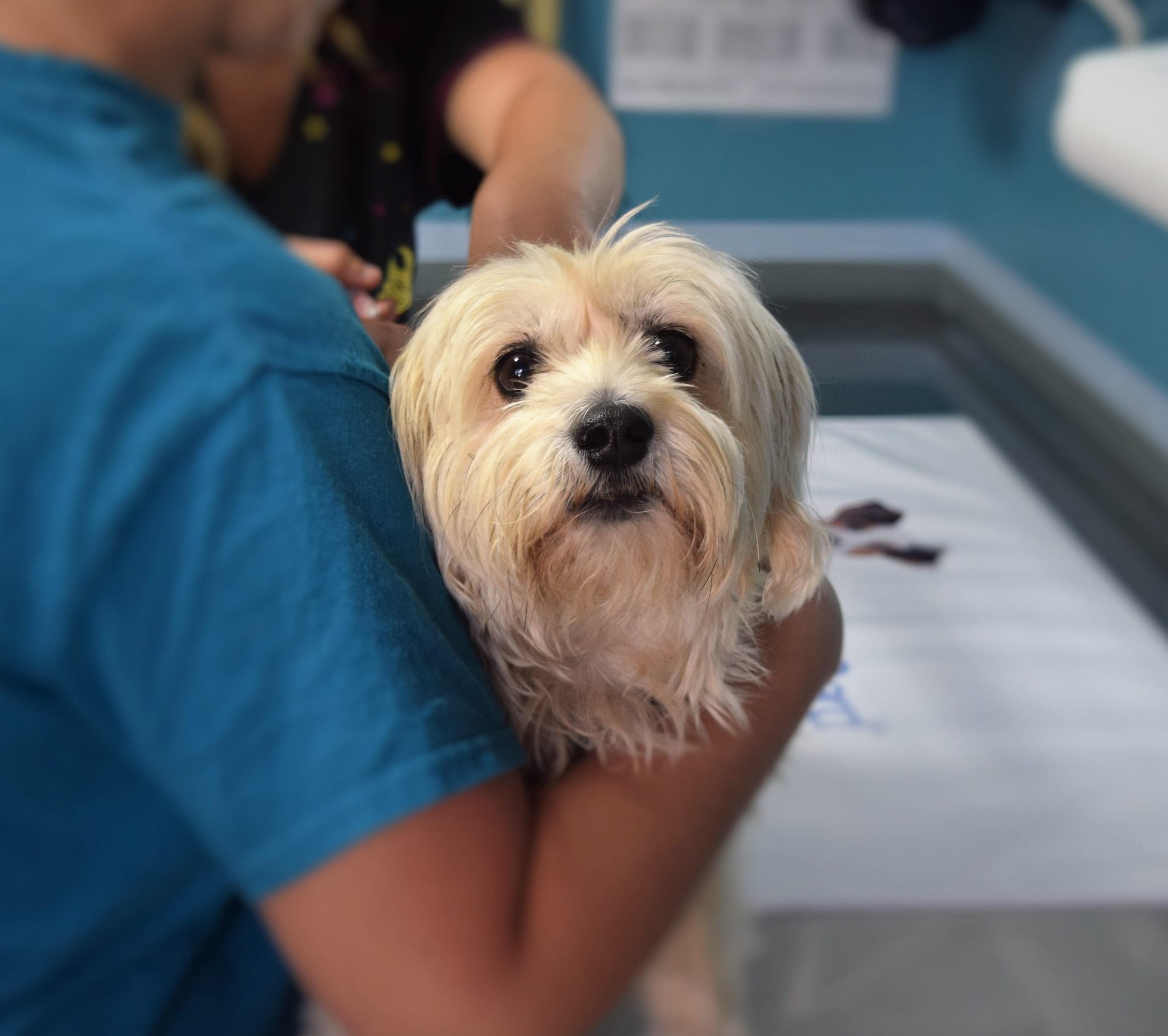 Atendimento Veterinário